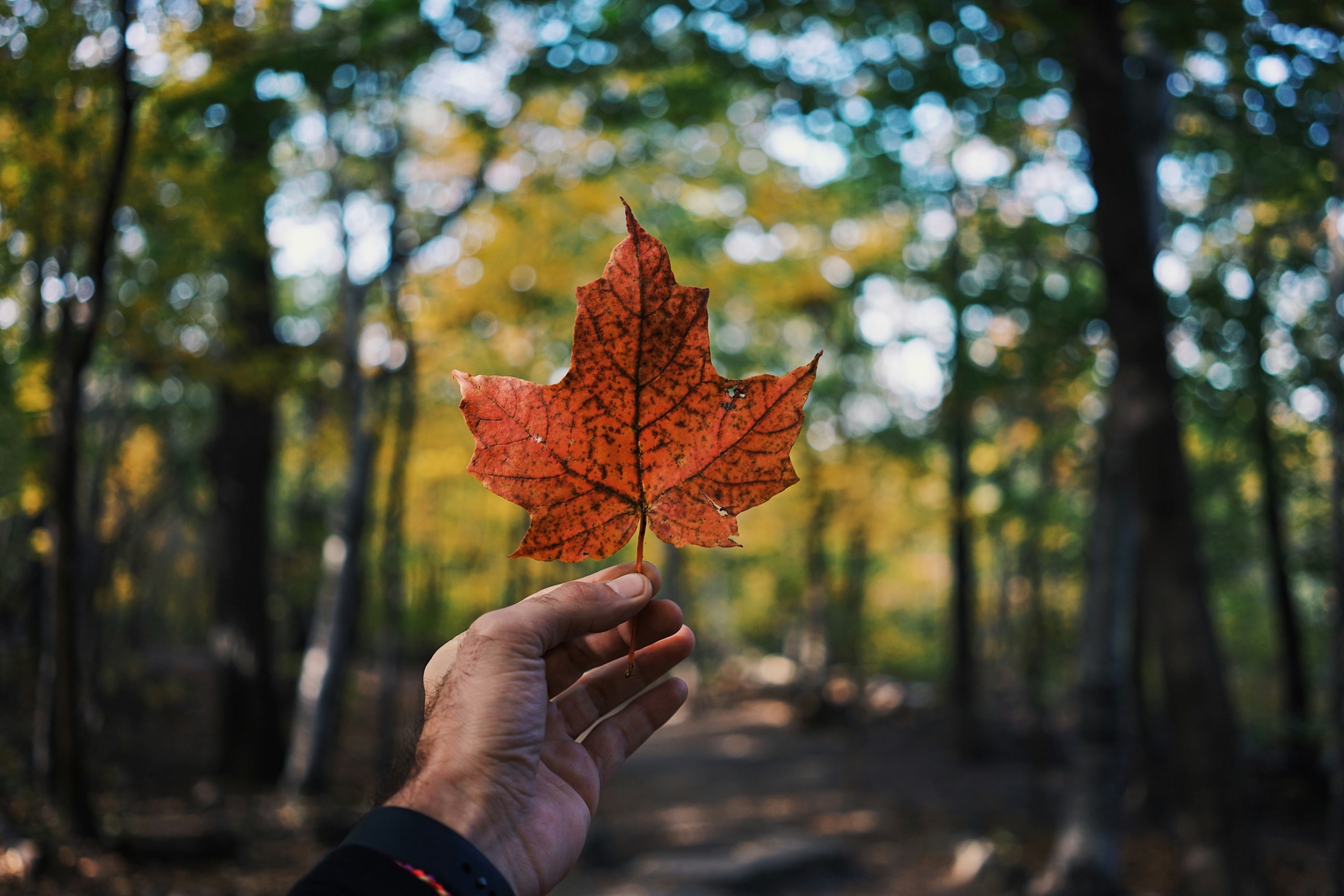 Mithila Ballal offers Multicultural Therapy in Ontario, providing culturally sensitive counselling for South Asian, BIPOC, and diverse communities to address mental health needs.