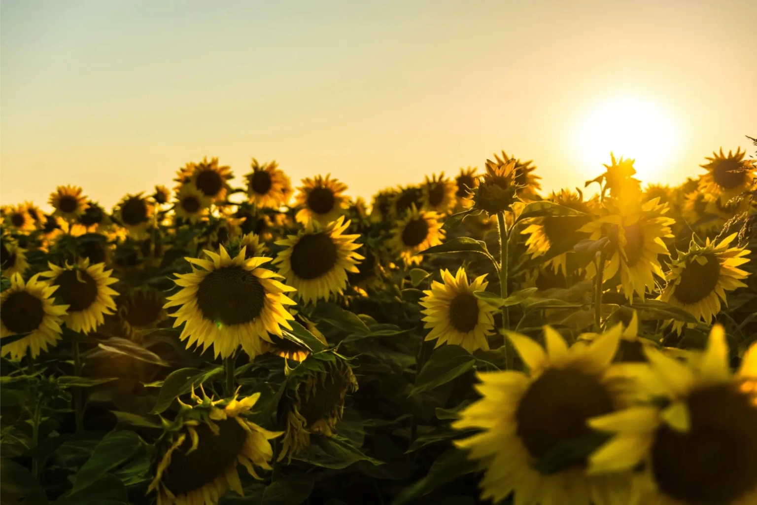 Therapy and Counselling Services in Ontario – Mithila Ballal